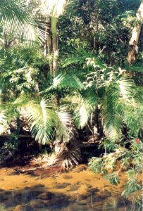 Alligator Creek, Queensland