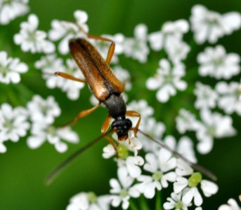 Alosterna-tabacicolor-02-fws