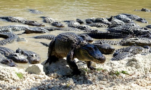Alligators - Everglades Alligator Farm - Florida City, Florida - DSC09181