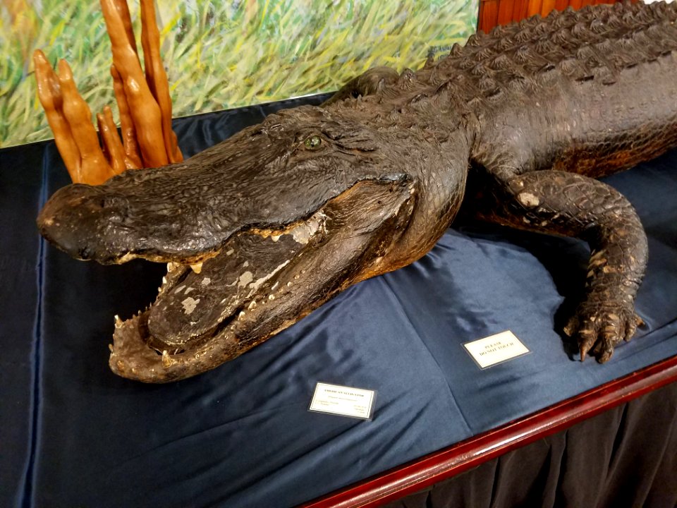 Alligator mississippiensis - Pember Library and Museum - Granville, New York - 20180224 142245