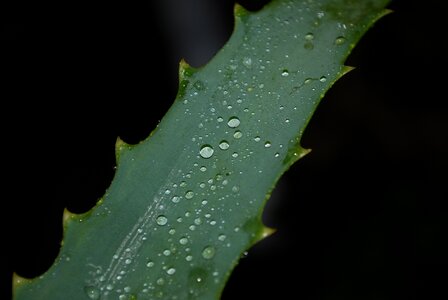 Green morgentau drop of water photo