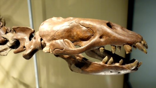 Allodesmus sp. NSM-PV 20546 - National Museum of Nature and Science, Tokyo - DSC06932