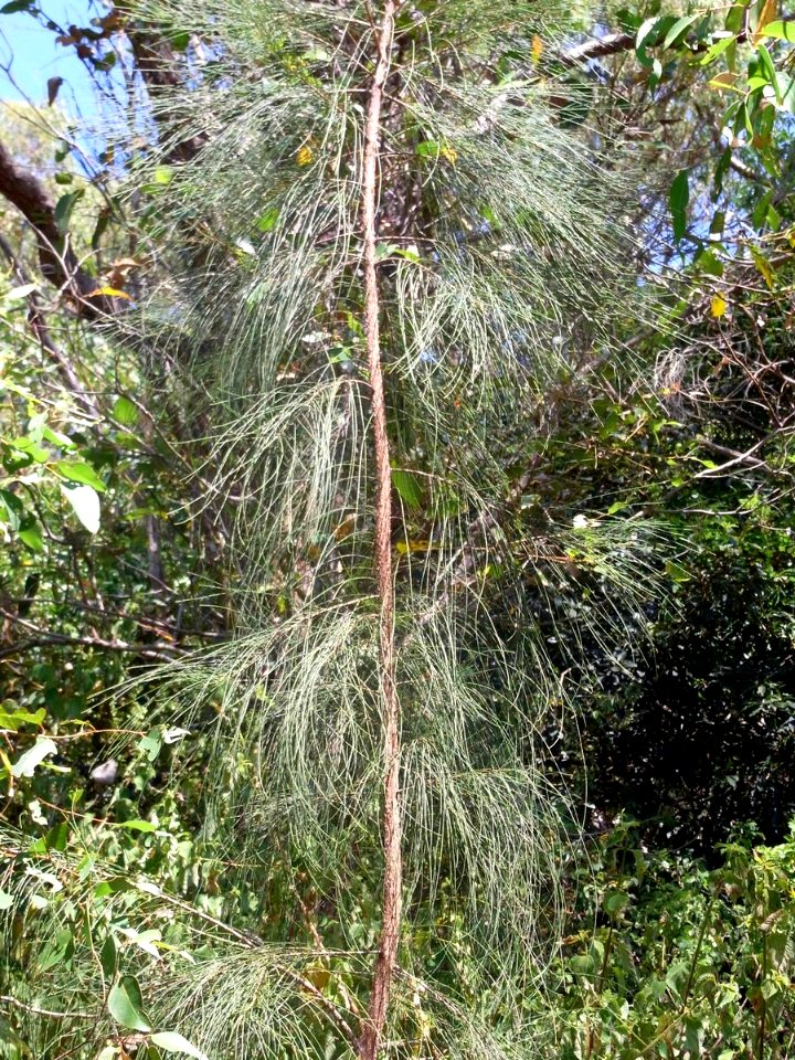 Allocasuarina - cultivated, Nielsen Park