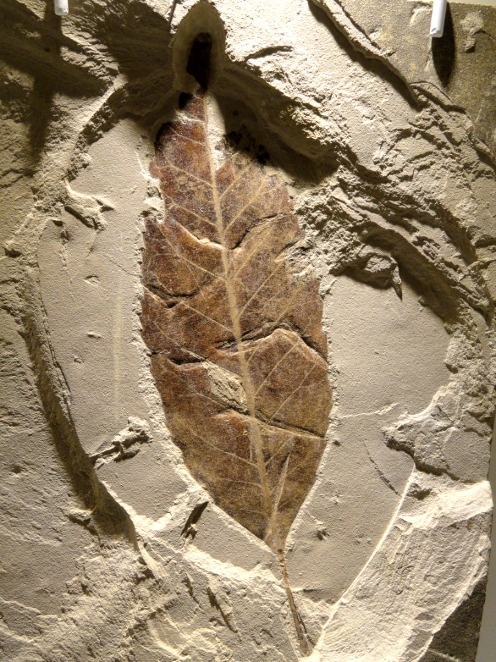 Allophylus rexifolia leaf, Late Early Eocene, Lost Cabin Age, Green River Formation, Bonanza, Unitah County, Utah, USA - Houston Museum of Natural Science - DSC01947