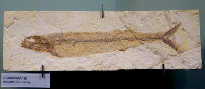 Allothrissops sp. - Museum fur Naturkunde, Berlin - DSC09981