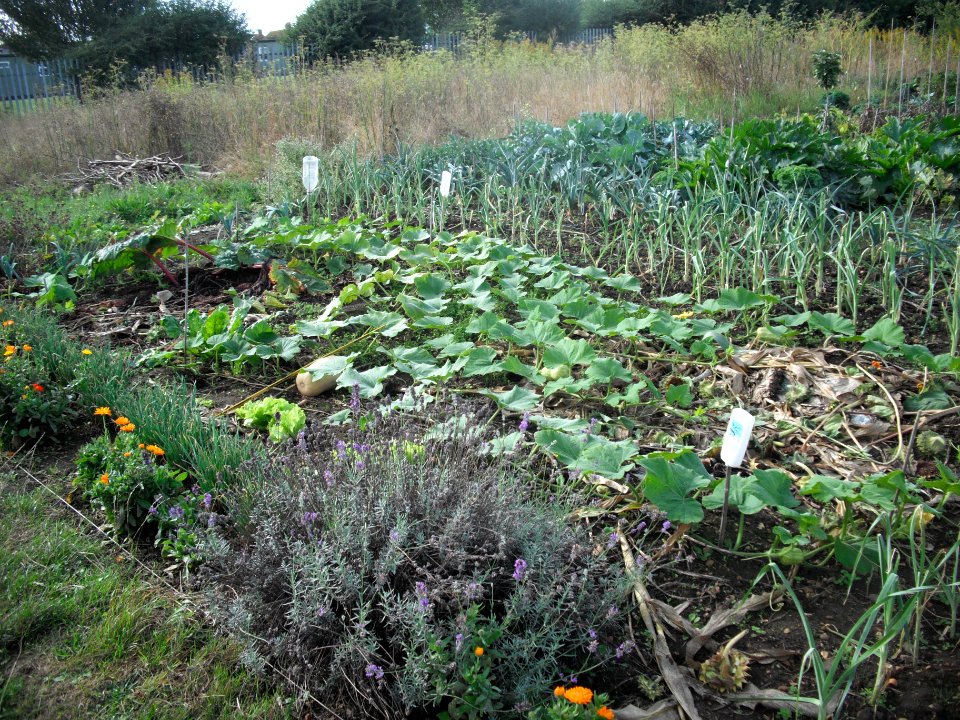AllotmentLavenderButternut