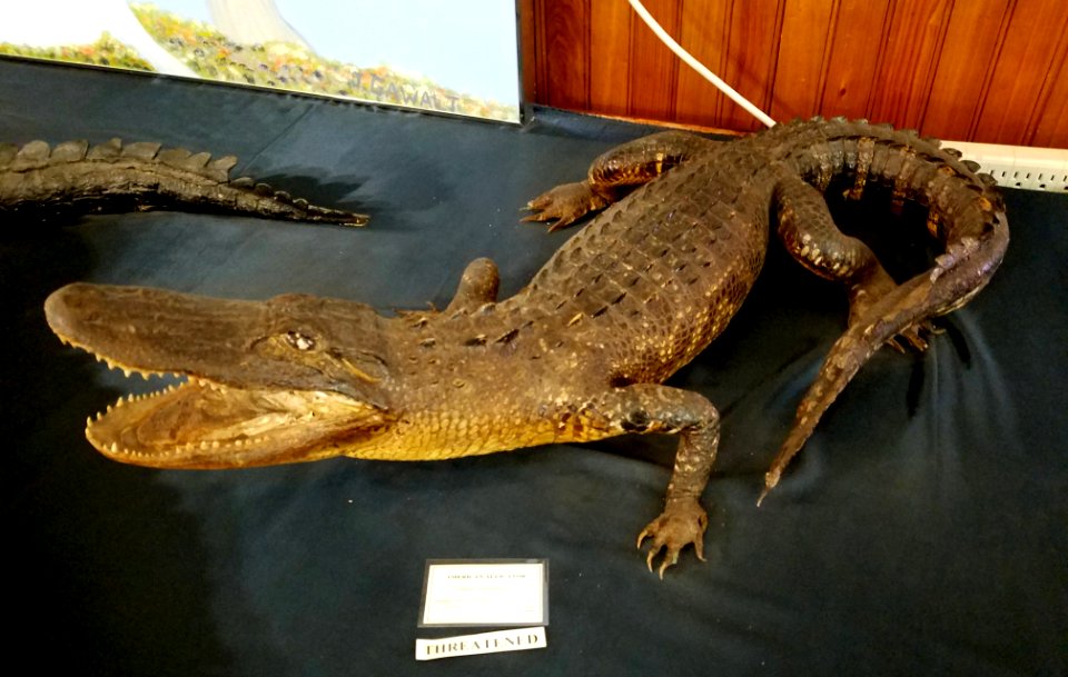 Alligator mississippiensis - Pember Library and Museum - Granville, New York - 20180224 142234