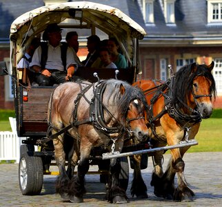 Work harness draft horse workhorse