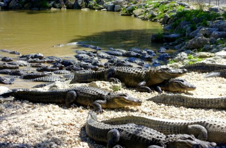 Alligators - Everglades Alligator Farm - Florida City, Florida - DSC09189