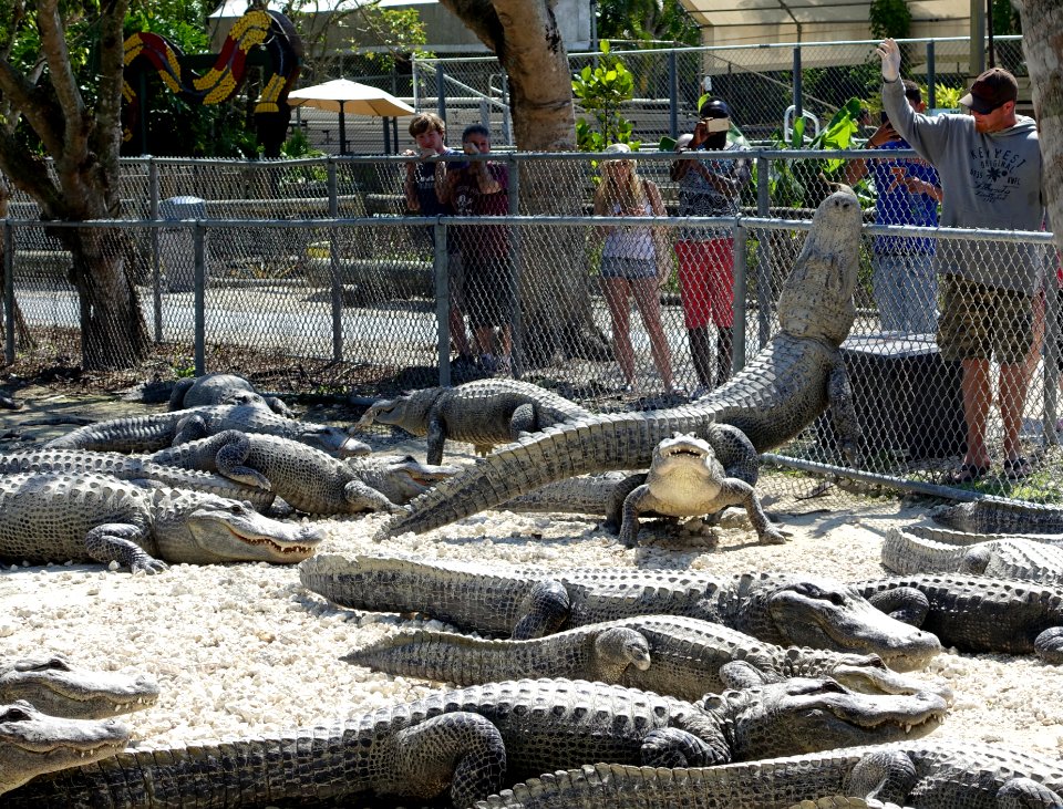 Alligators - Everglades Alligator Farm - Florida City, Florida - DSC09187