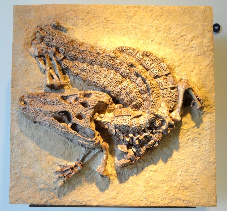 Alligator prenasalis - AMNH - DSC06283