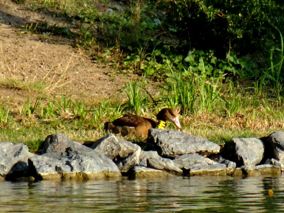Alopochen aegyptiacus at Carolasee DSC04942