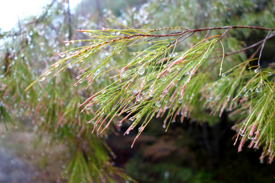 Allocasuarina torulosa - UC Santa Cruz Arboretum - DSC07454
