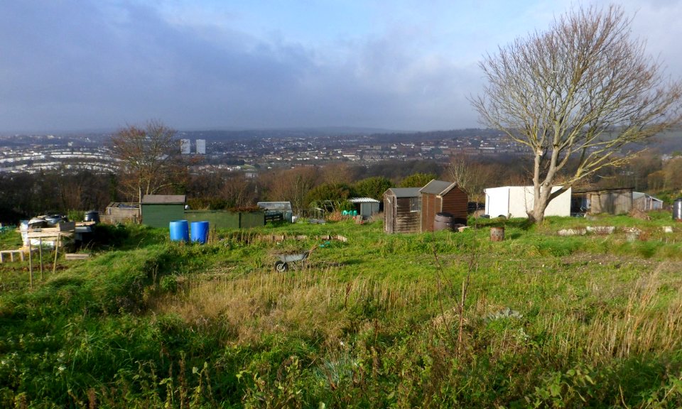 Allotments at Tenantry Down Road, Race Hill, Brighton (December 2013)