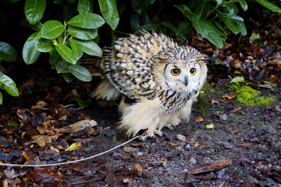Bird of prey pen eyes