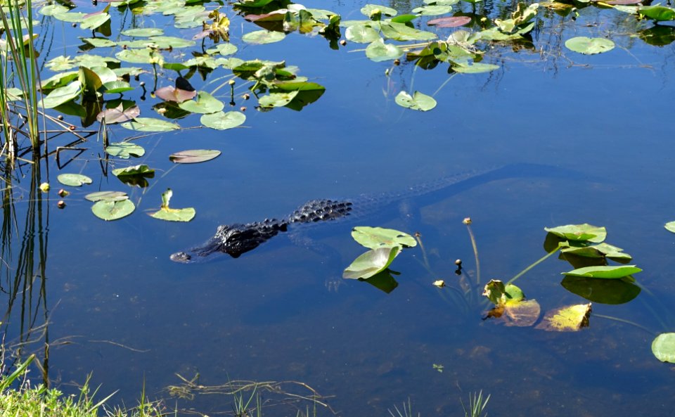 Alligator - Shark Valley - Everglades National Park - DSC09560