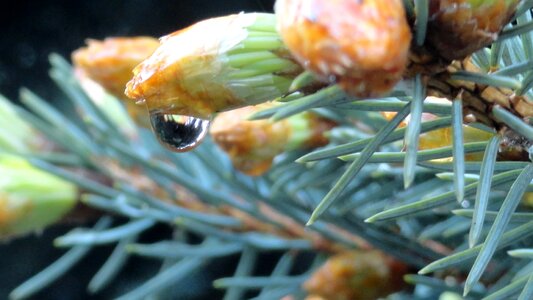 A drop of tree plant