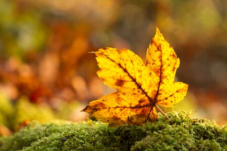 Autumn leaf leaves autumn colours
