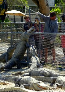 Alligators eating - Everglades Alligator Farm - Florida City, Florida - DSC09203