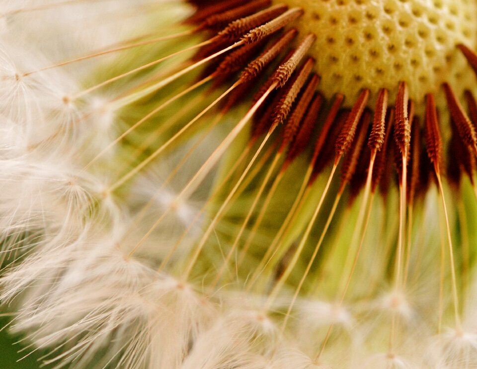 Flower close up pointed flower