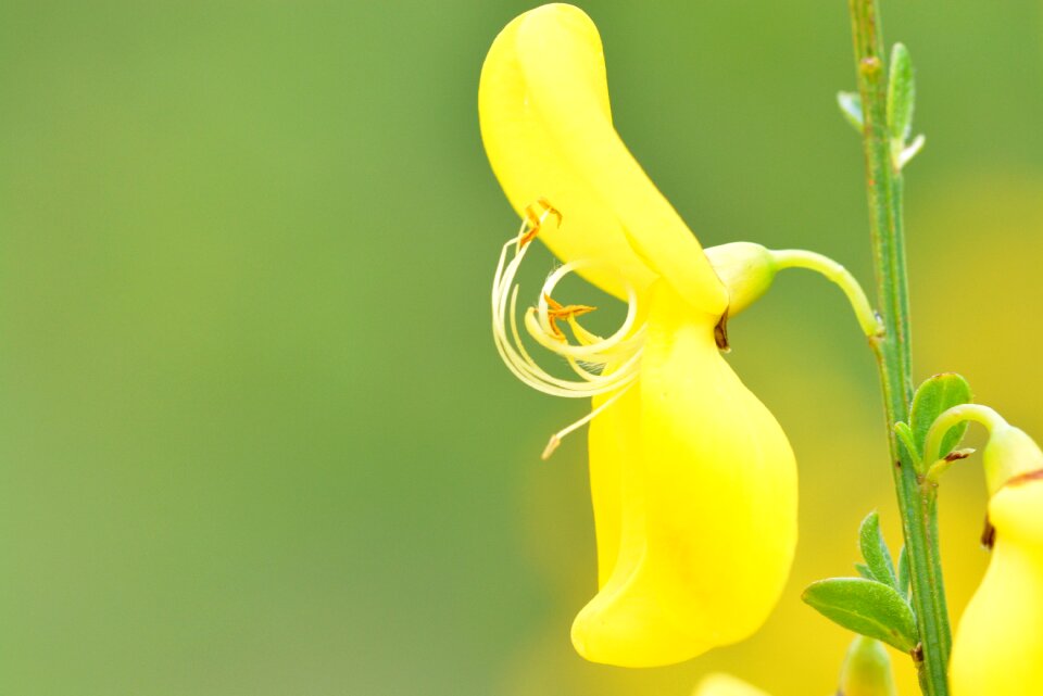 Flower spring bloom