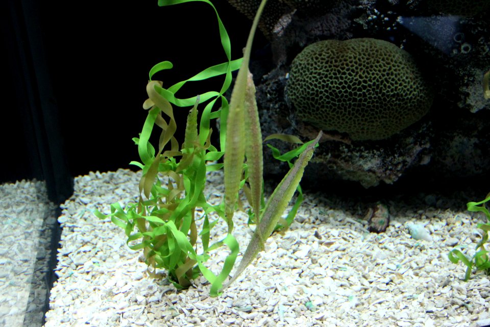 Alligator pipefish tenn aquarium
