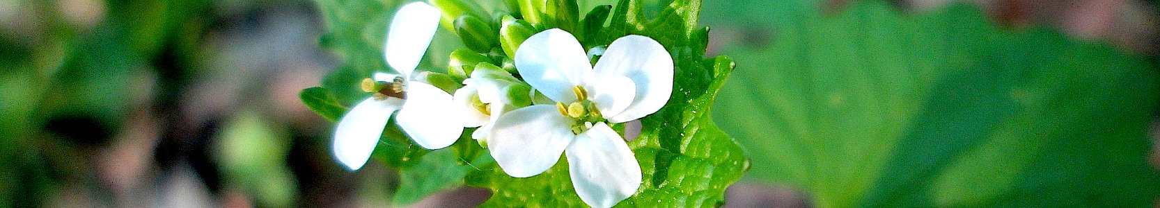 Alliaria petiolata. Vorleser
