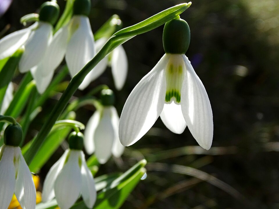 Spring close up flowers