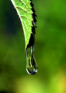 Macro rain dew photo