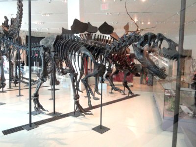 Allosaurus fragilis, Vernal, Utah, Late Jurassic - Royal Ontario Museum - DSC00007