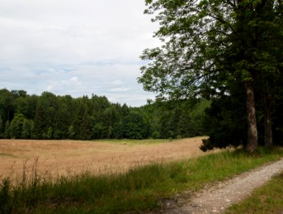 Allrode Kötenfleckswiese 2