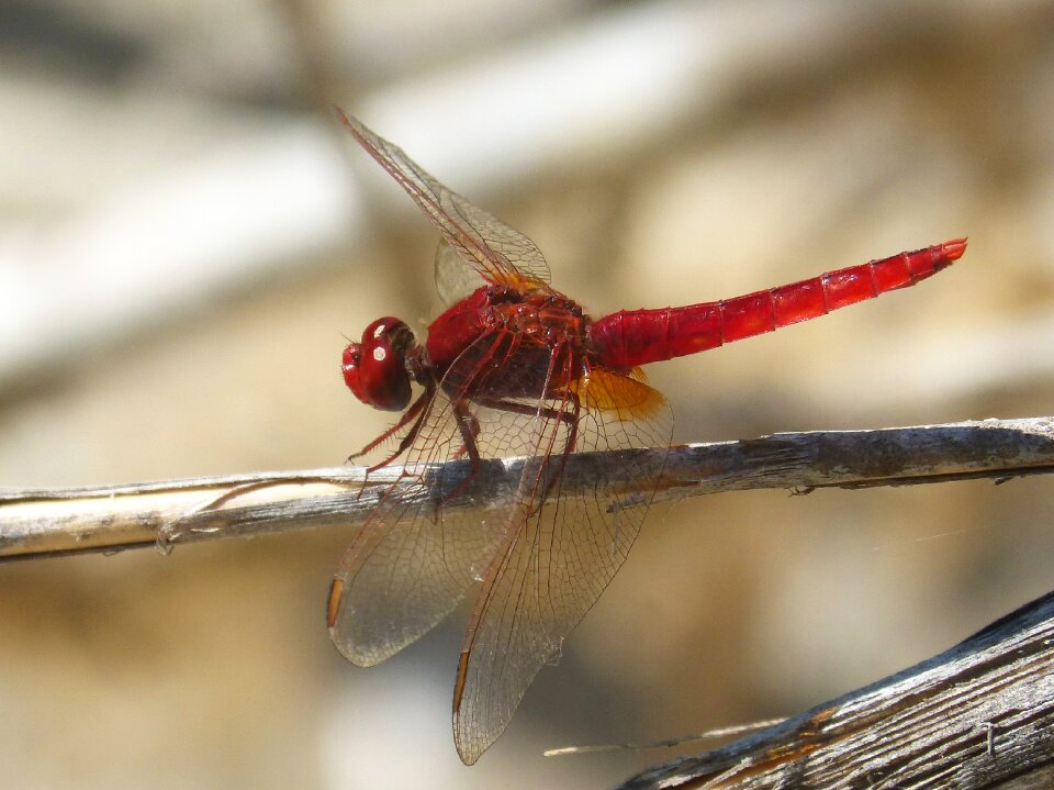 Dragonfly winged insect erythraea crocothemis