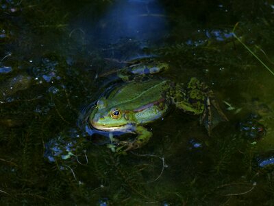 Garden pond aquatic animal green frog photo