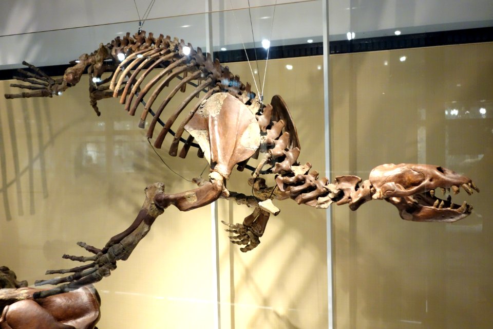 Allodesmus sp. NSM-PV 20546 - National Museum of Nature and Science, Tokyo - DSC06931
