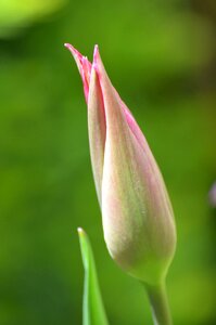 Closed tulpenbluete blossom