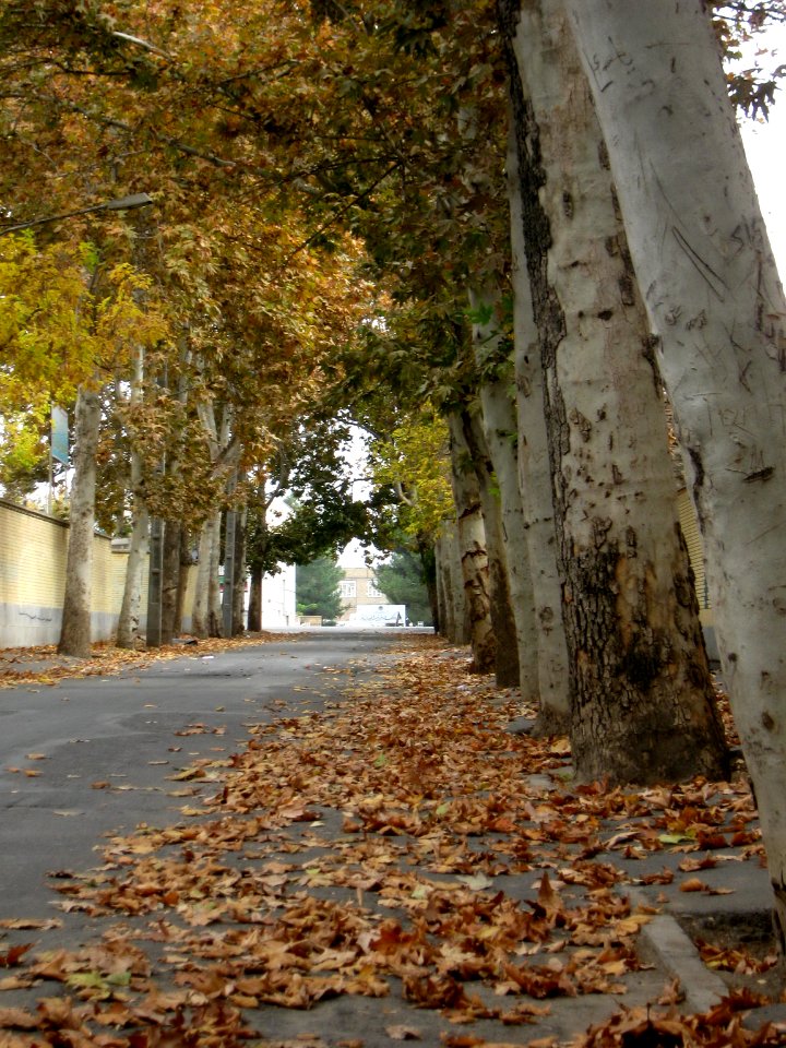 Alleys in autumn - Nishapur 18