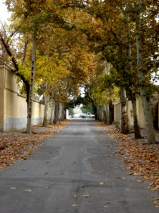 Alleys in autumn - Nishapur 22