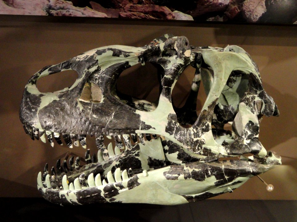 Allosaurus fragilis skull, Emery County, Utah, c. 1960 - Natural History Museum of Utah - DSC07219