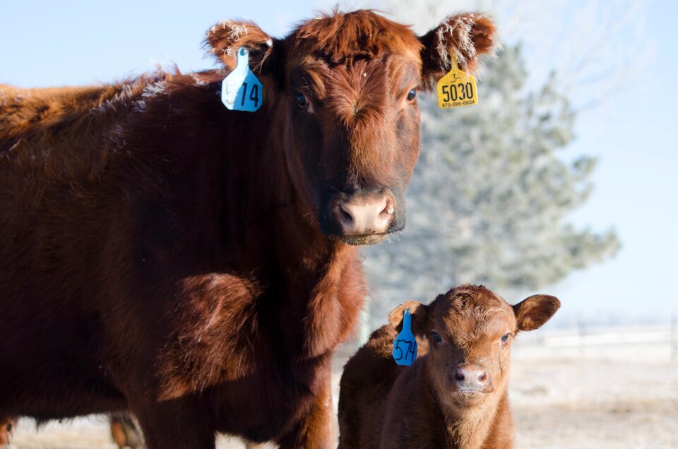 Calf red angus farm