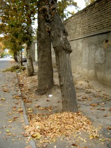 Alleys in autumn - Nishapur 09 photo