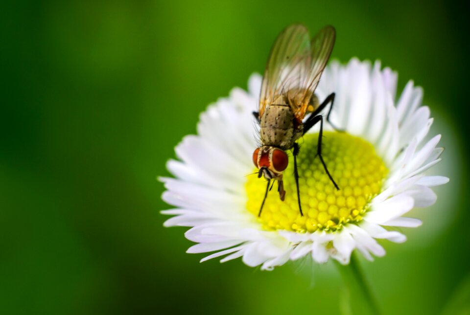 Garden nectar flower