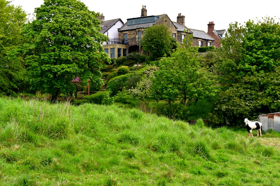 Alnmouth (2021-05-25) 10