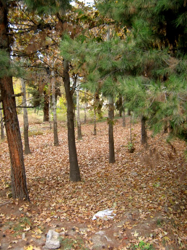 Alleys in autumn - Nishapur 02