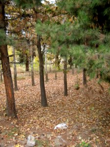 Alleys in autumn - Nishapur 02