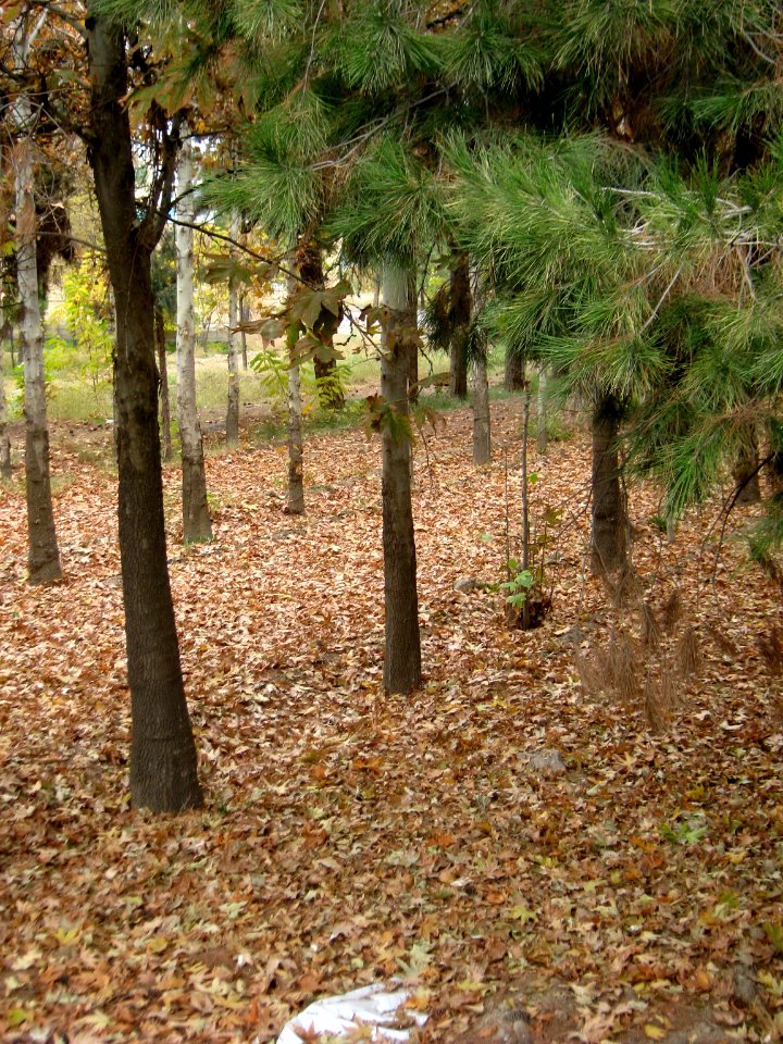 Alleys in autumn - Nishapur 01