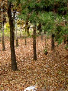 Alleys in autumn - Nishapur 01
