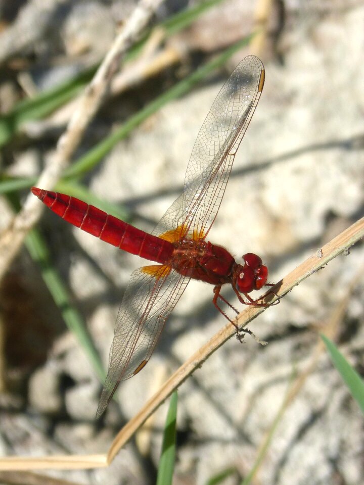 Dragonfly winged insect erythraea crocothemis
