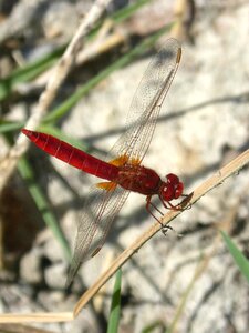 Dragonfly winged insect erythraea crocothemis photo