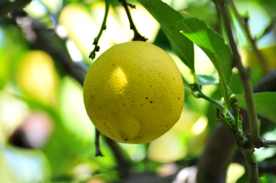 Organic garden ripe