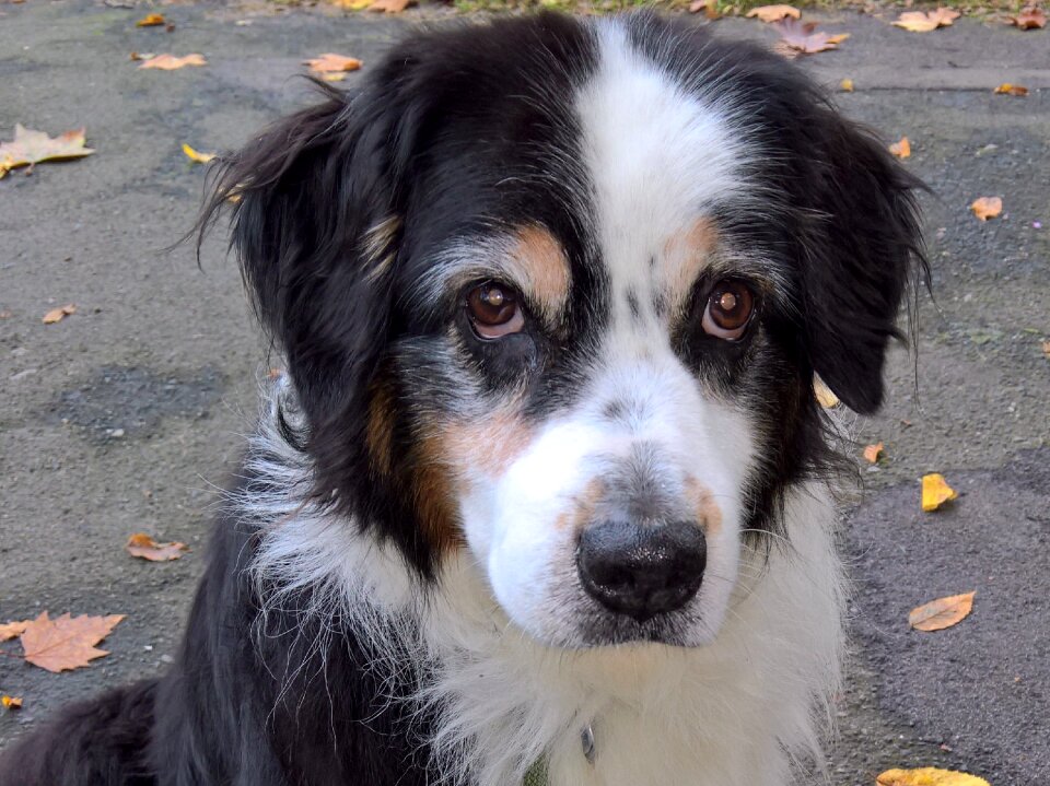 Pet brown dog eyes faithful look